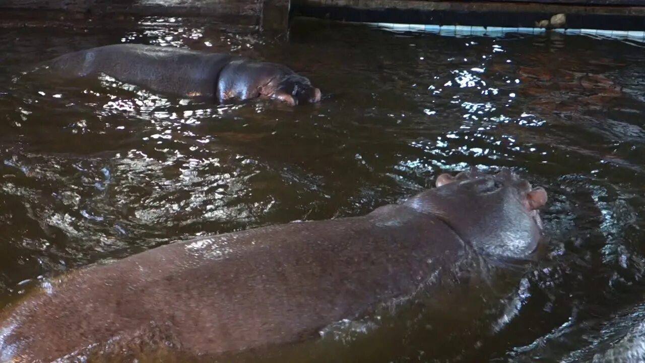 Бегемот ганс. Зоопарк калининград бегемот. бегемот в зоопарке. бегемот ганс калининградский зоопарк. обыкновенный бегемот зоопарк калининграда.