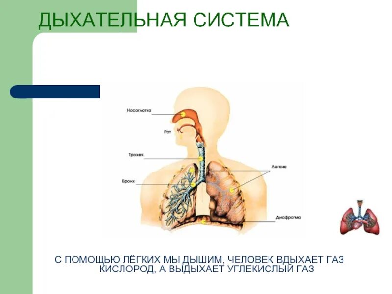 Сколько кислорода выдыхаемом человеком. Человек дышит кислородом. Человек дышит кислородом а выдыхает. Мы дышим кислородом а выдыхаем углекислый ГАЗ. Человек вдыхает кислород а выдыхает углекислый.