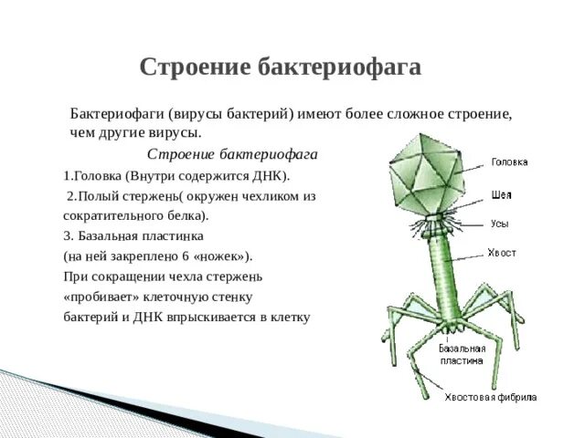 2 вирусы бактерий бактериофаги. Базальная пластинка бактериофага. бактериофаги имеют сложное строение. бактериофаг вирус бактерий строение. бактериофаг тип питания.