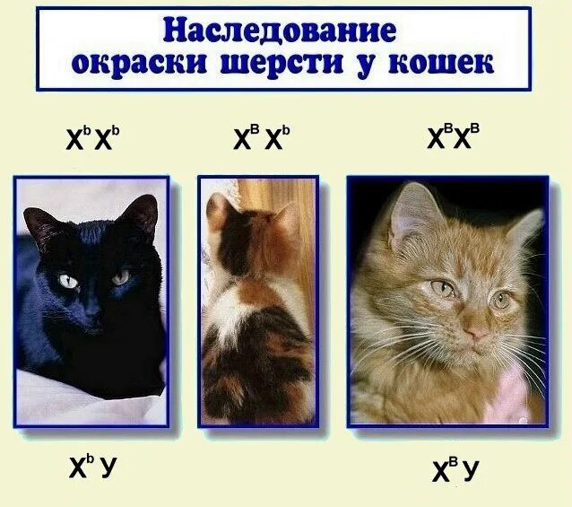 Фенотип и генотип кошки