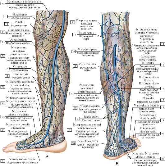 Большая подкожная Вена нижней конечности. Суральные вены голени анатомия. Малая подкожная Вена бедра. Лимфоузлы на ногах где