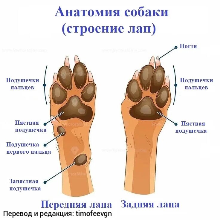 Структура собачьей лапы. Строение передних лап у собак. Анатомия собачьей лапы передней. Передняя лапа собаки строение.
