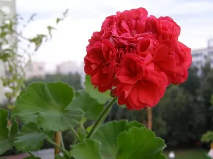 Саженцы герани