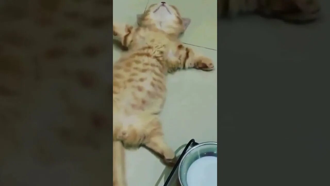 Уткин уснул в прямом эфире видео. Котенок наелся. Котик объелся. Кот уснул в миске. Котенок уснул возле миски.