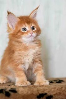 Имя бело рыжему коту