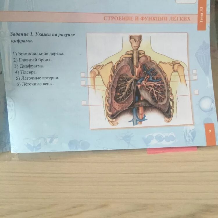 Какую функцию выполняет структура под цифрой 1