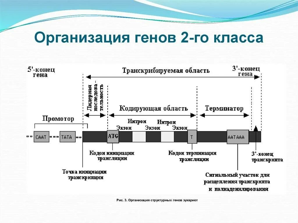 Гены класса 2 эукариот строение. Строение структурного Гена эукариот. Структура Гена 2 класса. Строение Гена Интрон Экзон. 3 гена расстояние