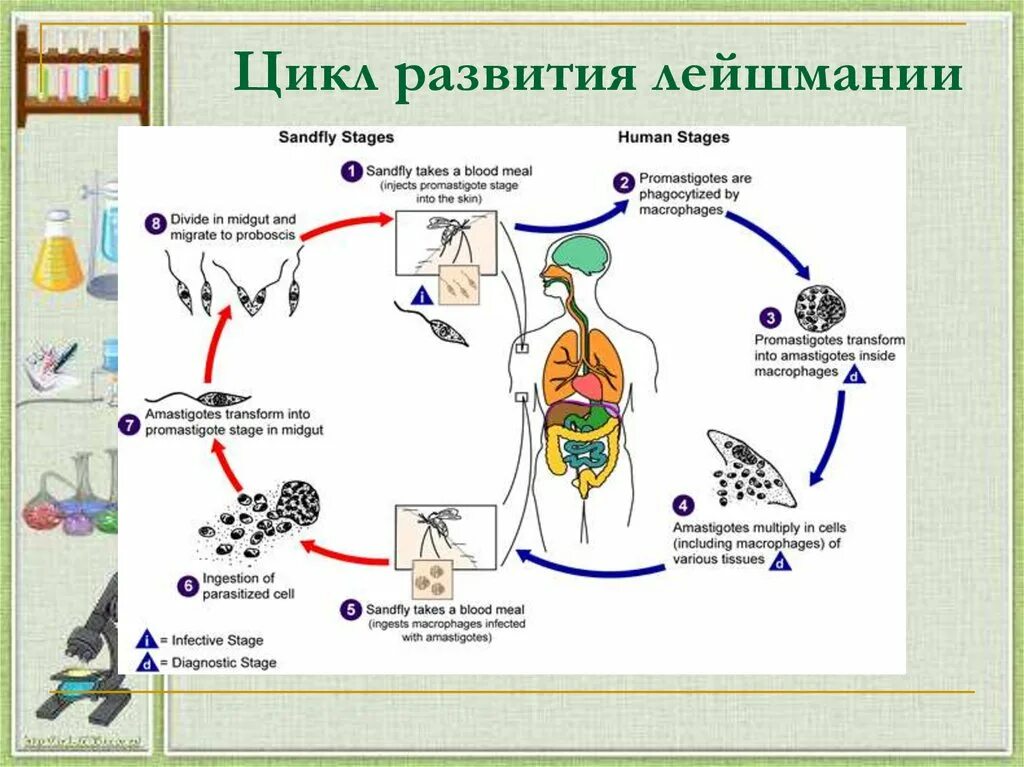 Leishmania Tropica жизненный цикл. Лейшмания Доновани жизненный цикл. Цикл развития лейшмании схема. Leishmania donovani жизненный цикл.