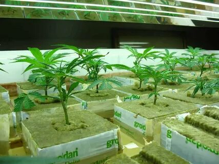 Grow big