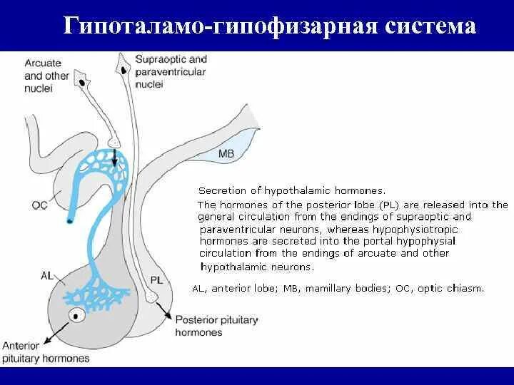 Гипоталамо гипофизарная система функции. 30. Гипоталамо-гипофизарная система. 5. Гипоталамо-гипофизарная система. Гипоталамо-гипофизарная система схема. Петли регуляции гипоталамо-гипофизарной системы.