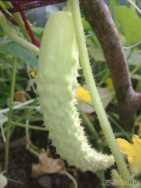 Белый деликатес. Нафиг море , хочу трюфель. Белый деликатес. Сорт огурцов белый ангел. Огурец белый деликатес.