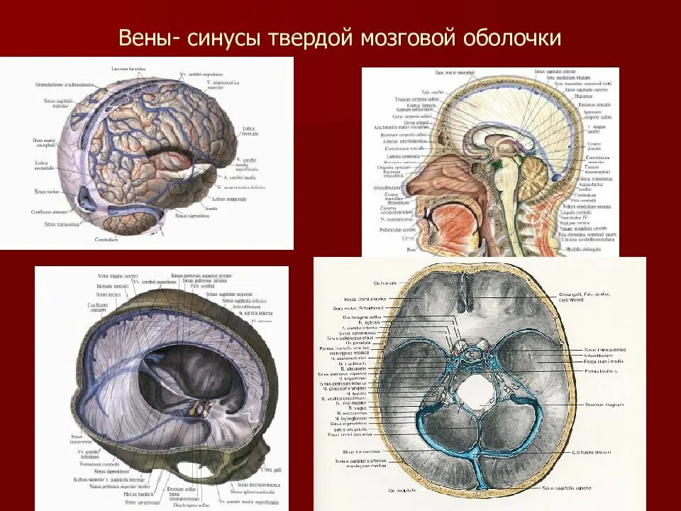 Синусы оболочек головного мозга. Венозные синусы головного мозга анатомия. Поперечный синус твердой мозговой оболочки. Пазухи мозговой оболочки. Пазухи твердой мозговой оболочки.