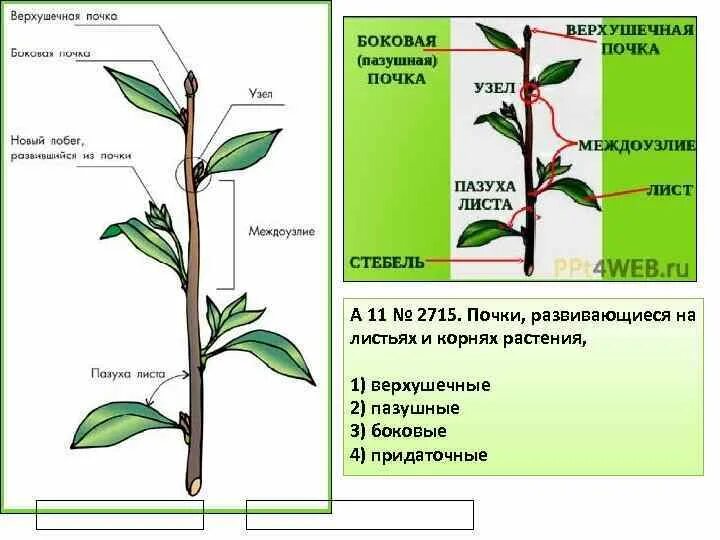 Почка развивается лист. Почки верхушечные пазушные придаточные. верхушечные боковые пазушные придаточные почки. верхушечная боковая почка яблони. пазушная почка у побега.