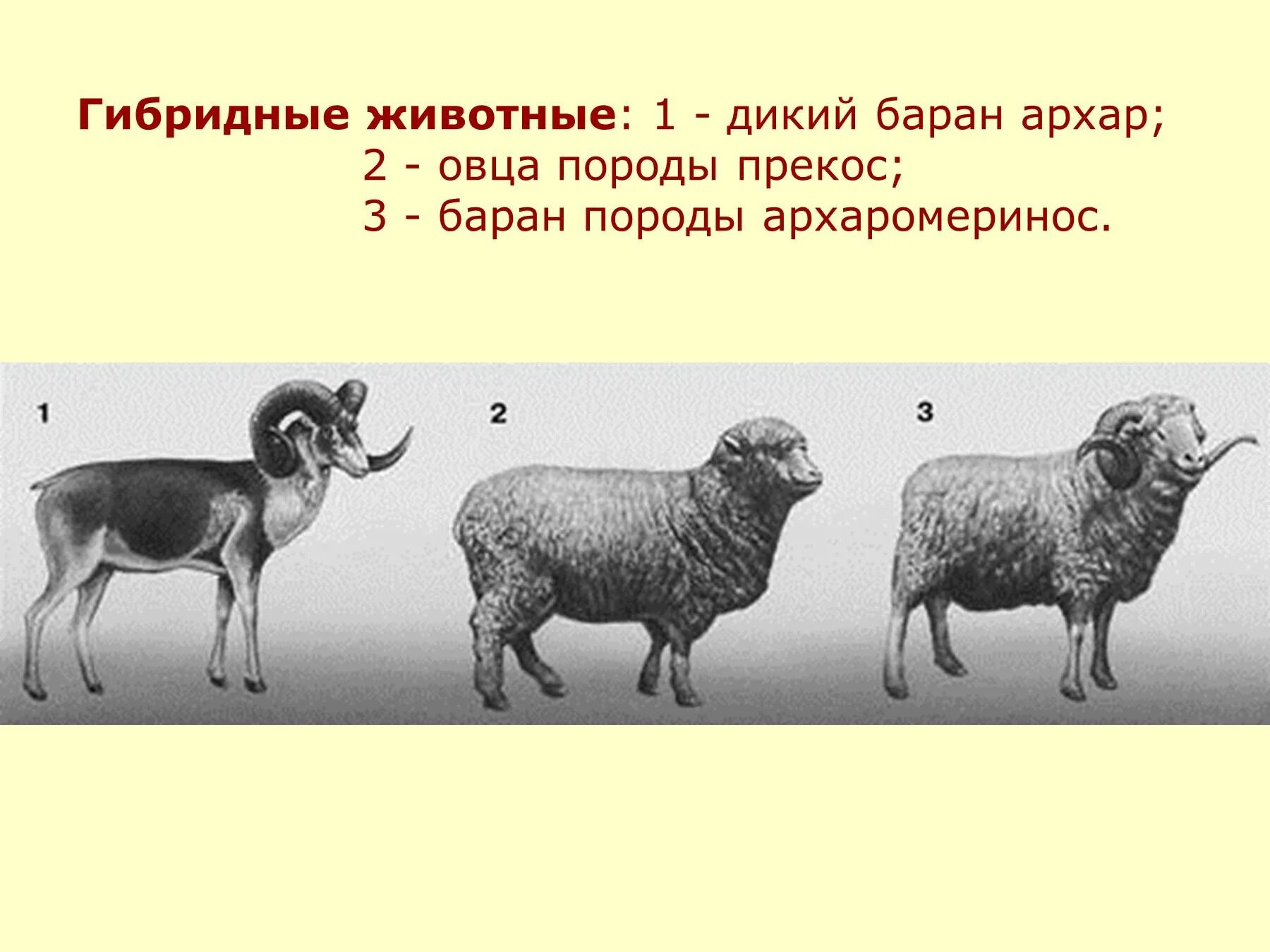 Селекции домашних животных. Казахский архаромеринос порода овец. Архаромеринос порода. Дикий баран Архар селекция. Селекция животных.