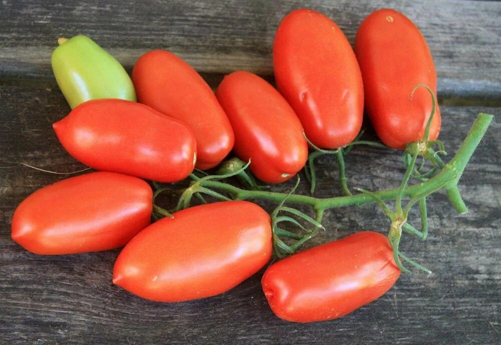 Томат царское искушение. Томат искушение характеристика и описание сорта. Минусинский крупный томат оби леруа. ). Томат флажок характеристика и описание.