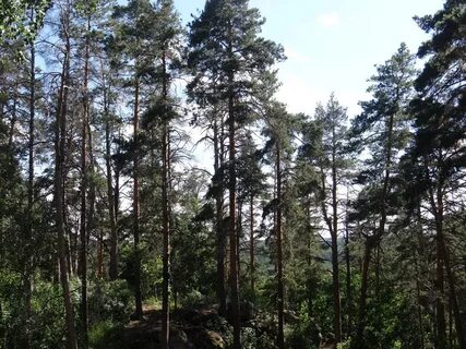 Бор самарская область