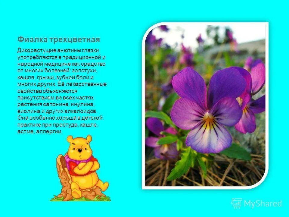 Фиалка трехцветная тип плода сухой или сочный. Фиалка трехцветная строение. фиалка трехцветная паспорт растения. описание цветков трехцветной фиалки. анютины глазки описание растения.