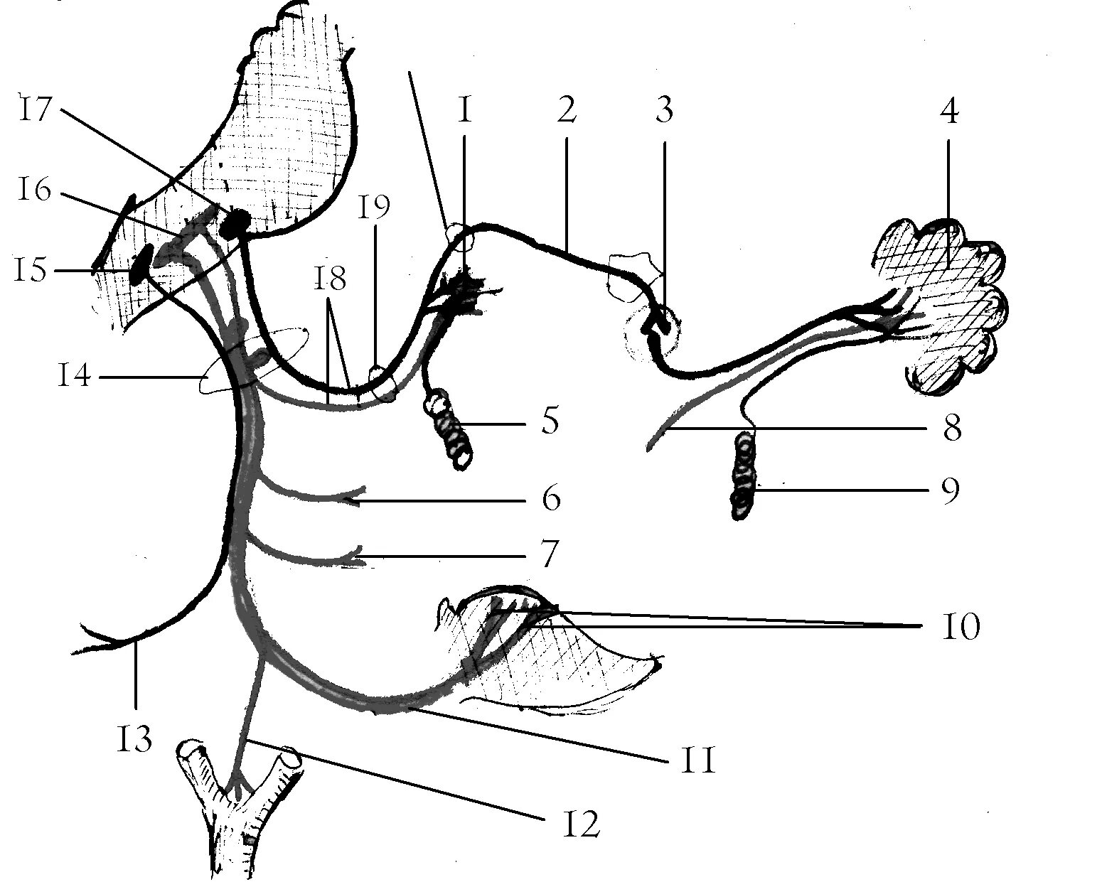 Блуждающий нерв рисунок. 9 Пара языкоглоточный нерв. Языкоглоточный нерв схема ветвей. Языкоглоточный нерв парасимпатические волокна. Nervus petrosus Minor.