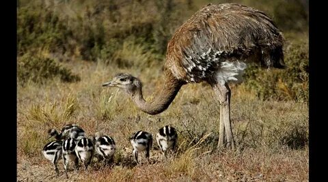 Степи южной америки животные