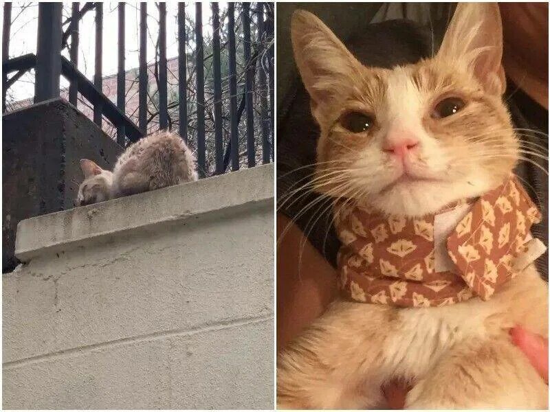 Мимо котенок