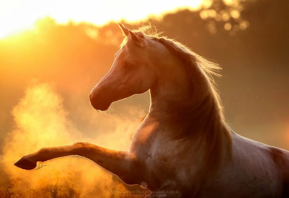 Утро кони. Доброе утро лошади природа. Любовь лошадей. Лошадь утро. Лошади на природе.