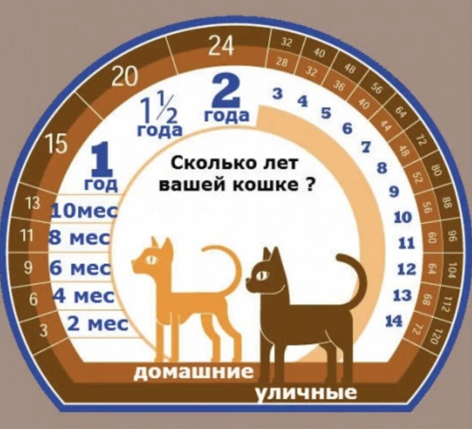 Как определить возраст кошки по человеческим. Коту 8 лет сколько по человеческим меркам кошачьи. возраст. возраст кошки по селовеческим. еокам.. кошачьи года.