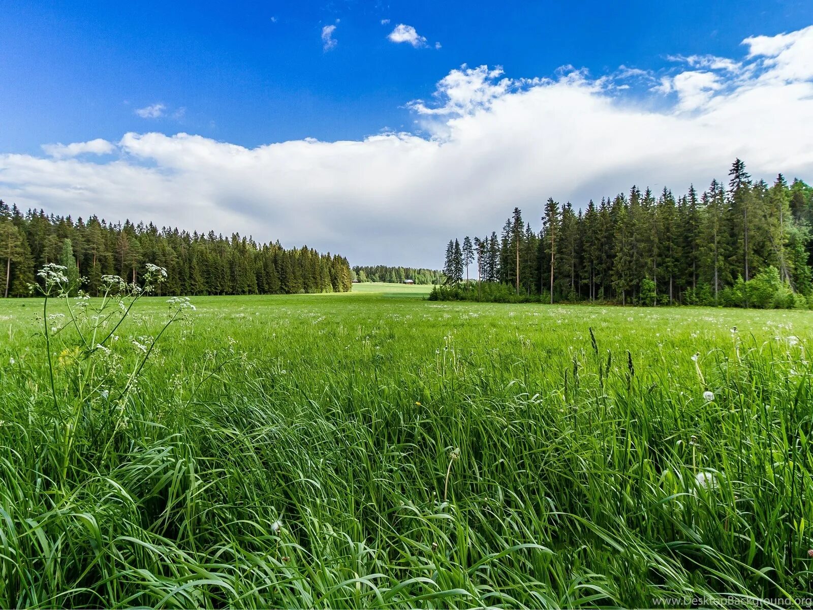 Участок Фореста Лесная Поляна. Поле лес. Леса Луга. Трава в лесу. L field