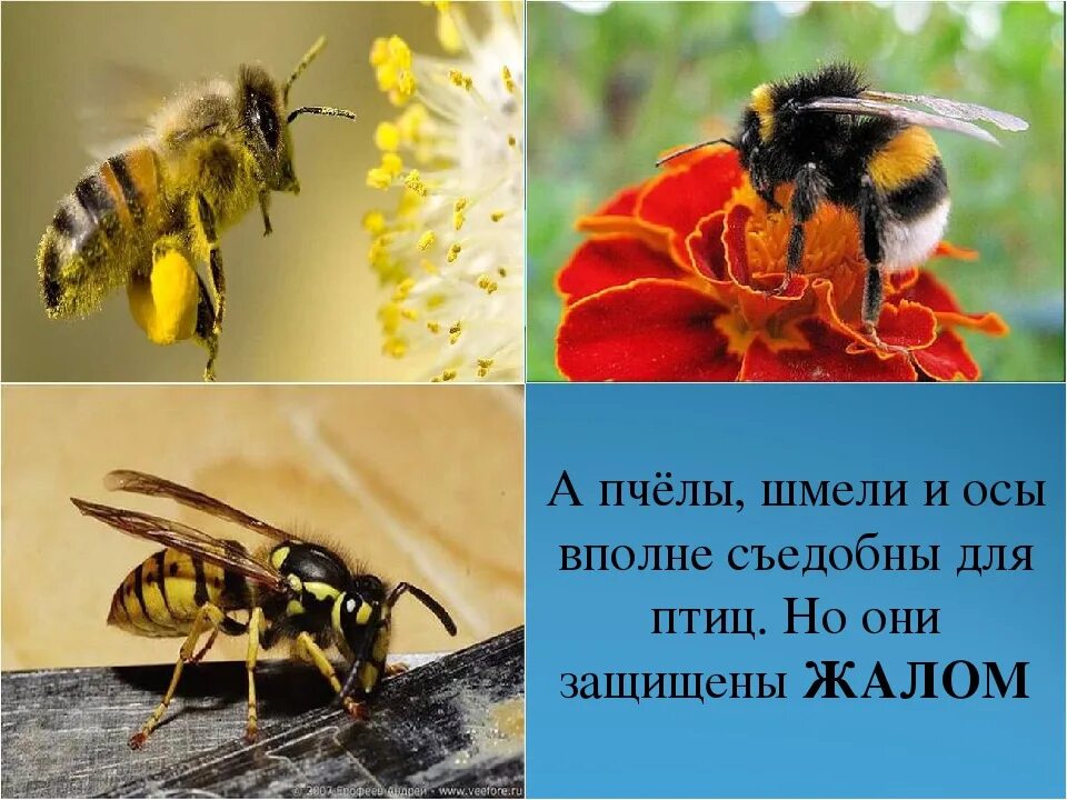 Осы пчелы шмели информация 2 класс. Пчела и оса. шмель и пчела. о пчелах осах или шмелях. шмель от пчелы.