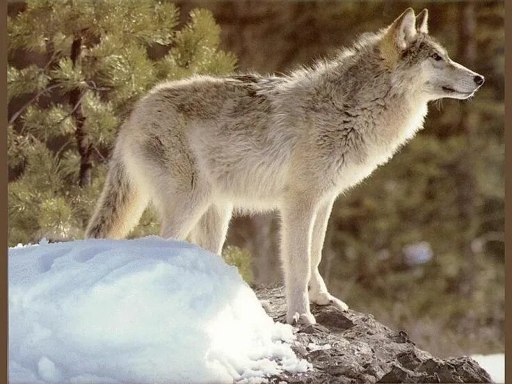 A Gray Wolf's howl can reach 90dB, just a little below the noise of a subway tra