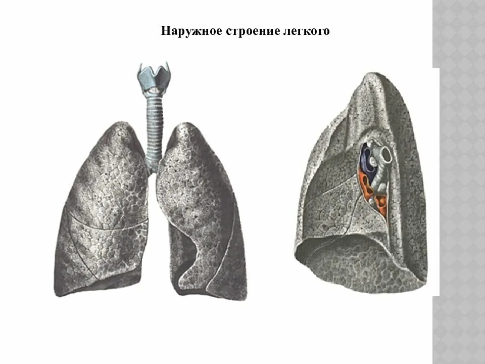 2 строение легких. Наружное строение лёгких. строение легких снаружи. легкие человека фото строение. строение легкого мыши.