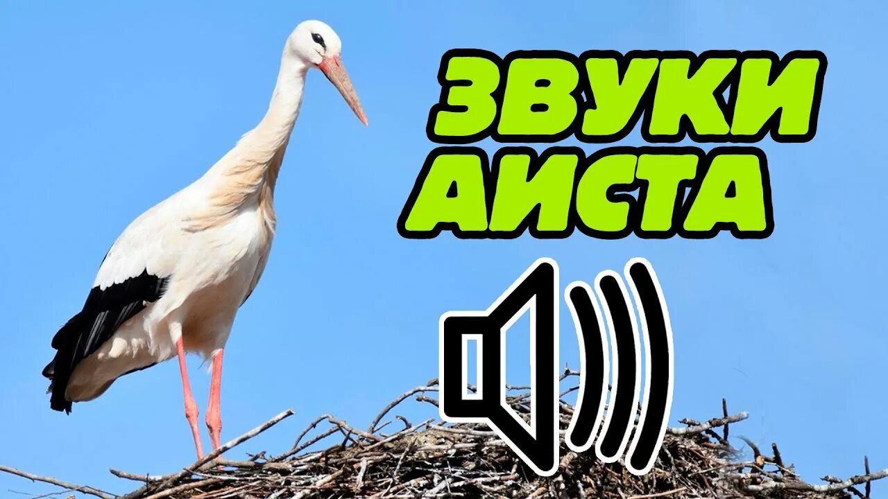 Аисты без голоса. Гнездо аиста. Аист на крыше картинки. Аисты семья. Аист на крыше инсценировка.