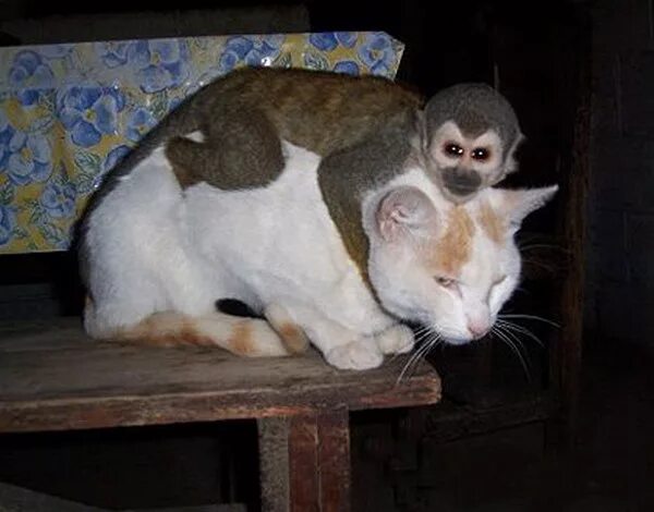 Коте обезьянка. Кот и обезьяна. Мартышка и котик. Обезьяна обнимает кота. Смесь кошки и обезьяны.