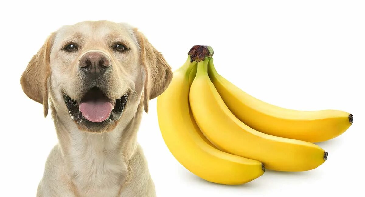 Можно собакам давать бананы. Собака банан. Собака смешная банан. Пёс с бананом на голове. Кобель банан.