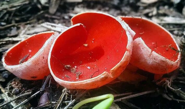 Гриб красного цвета весенний фото и название. Саркосцифа австрийская sarcoscypha austriaca. Грибы пецица изменчивая. Саркосцифа австрийская гриб. Весенние грибы саркосцифа алая.