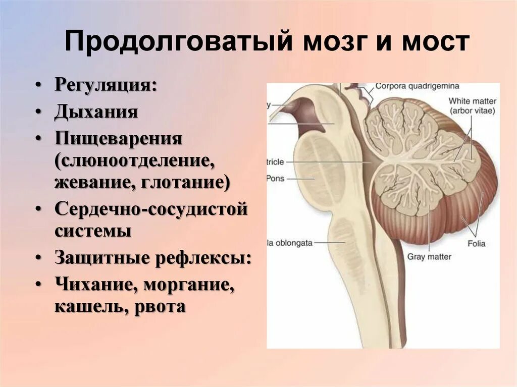 Продолговатый мозг. Продолговатый мозг и мост. Центры продолговатого мозга. Продолговатый мозг строение и функции. Кашель и чихание какой отдел мозга