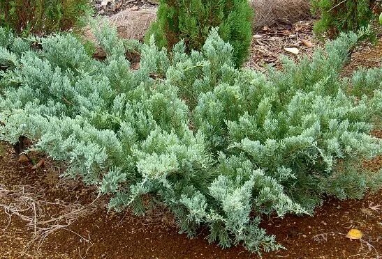Можжевельник виргинский Хетц (Juniperus virginiana Hetzl)