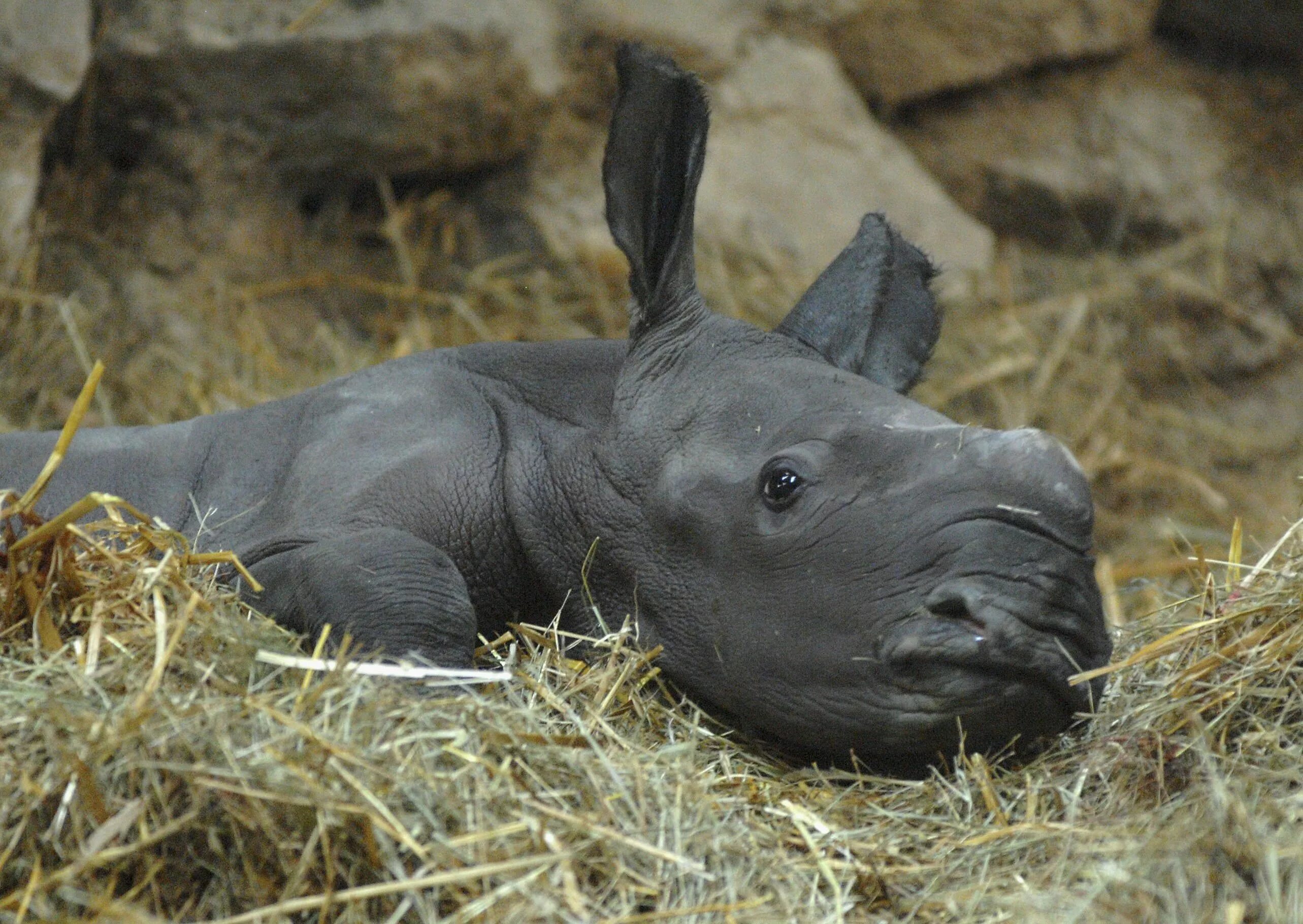 Как называют носорога. Детеныш носорога. Носорог малыш. Карликовый носорог. Носорог фото.