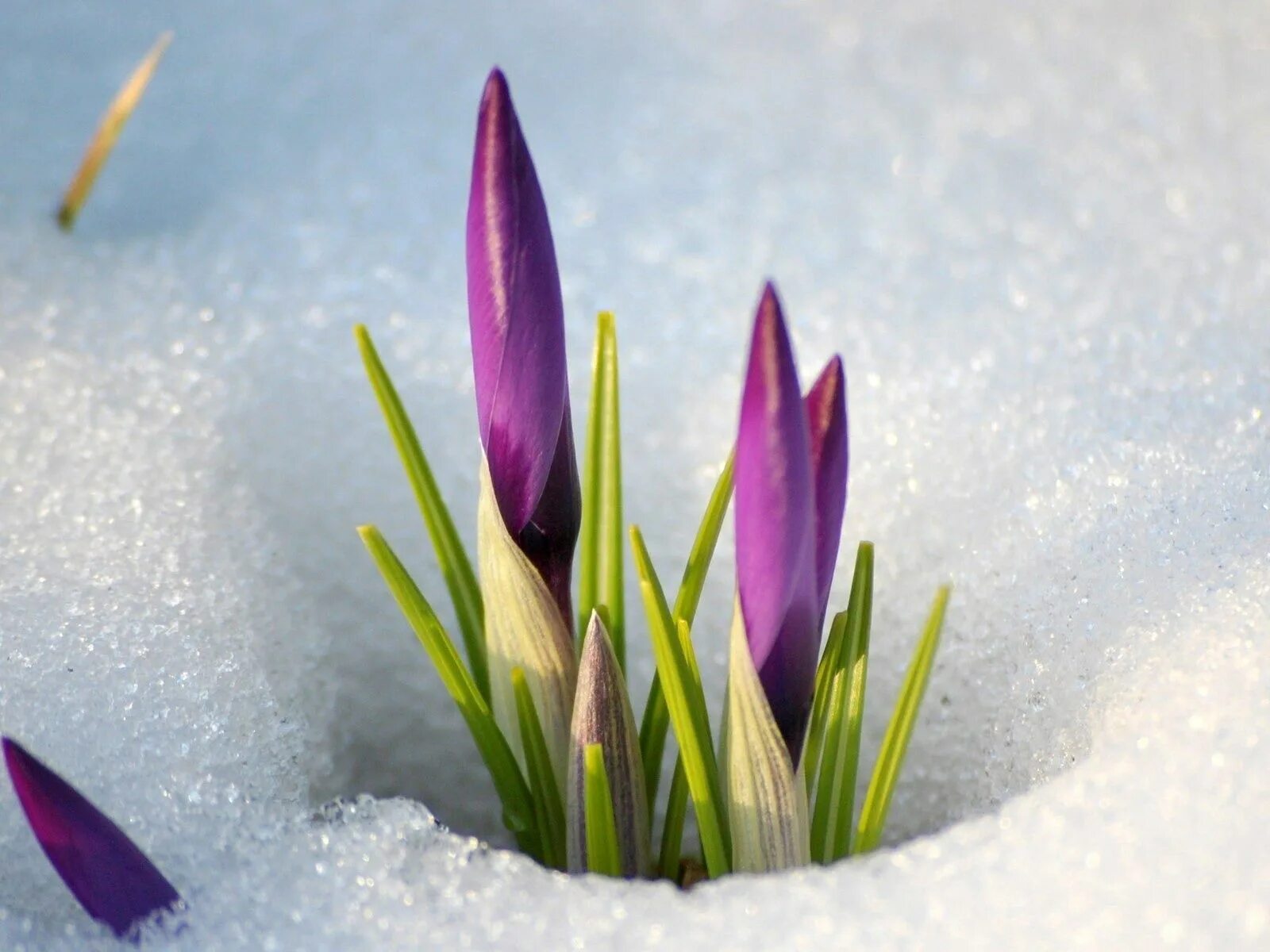 Цветок 4 апреля. Крокусы и подснежники. Крокусы в снегу. Зимние цветы.