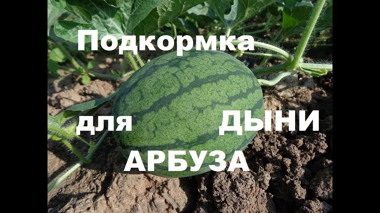 Подкормка арбузов и дынь. Чем подкормить дыни. Harvest king дыня. Минеральные удобрения для бахчевых. Удобрение дыни.