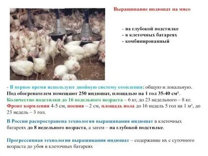 Содержание индейки