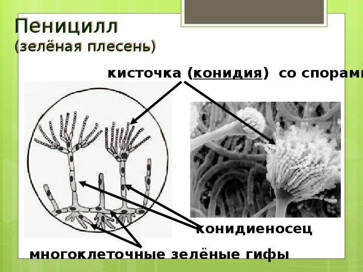 Пеницилл имеет значение. Мукор пеницилл аспергилл. строение плесени пеницилл. пеницилл строение клетки.