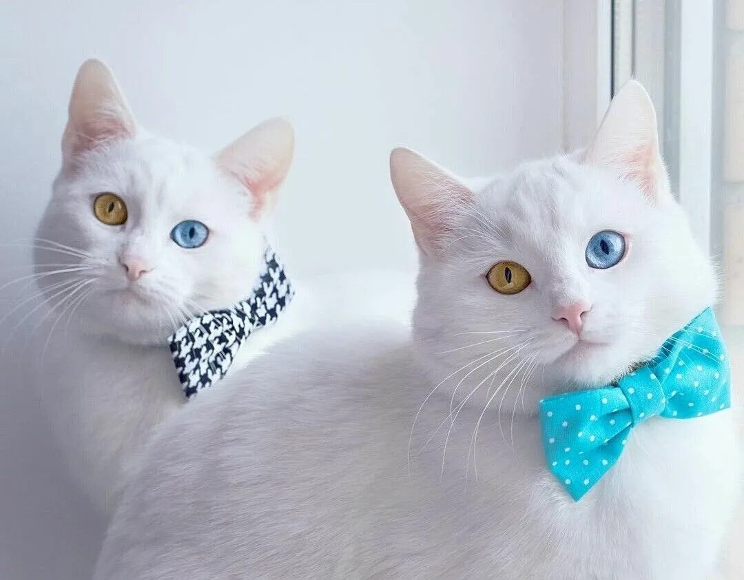 Две белые кошки. Котенок породы као мани. кошки с разными глазами. белая кошка с разными глазами. разноглазые кошки.