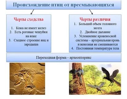 Сходства и различия птиц и рептилий