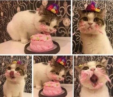 Мемы с котами с днем рождения