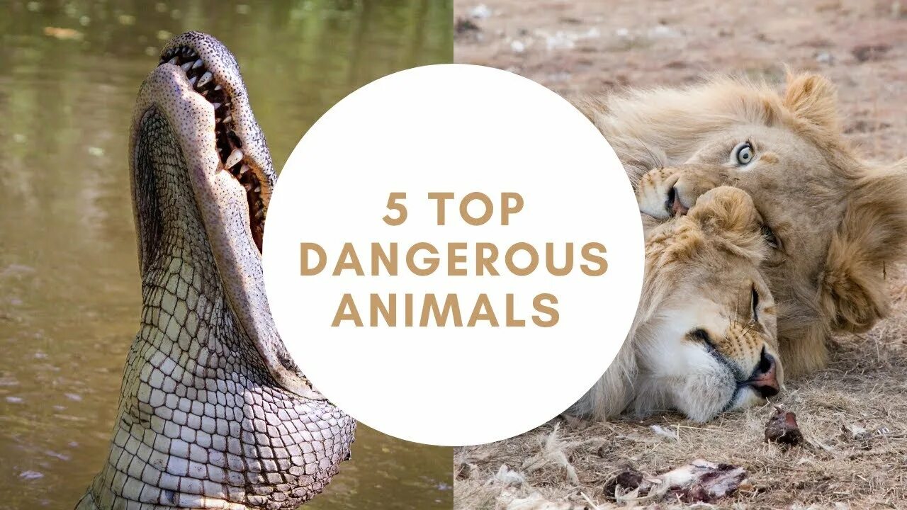Dangerous animals. Danger animals. The most Dangerous animal in the World.