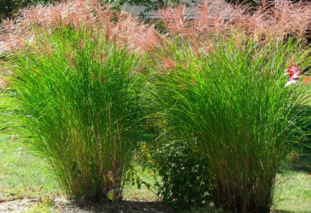 Мискантус китайский кляйн фонтан. Мискантус веерник. Мискантус сахарный. Мискантус ротфедер. Мискантус использование.