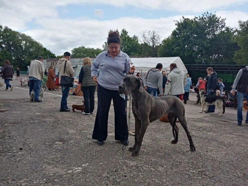 Зоо уголки на ярмарках. Выставка собак 20. Выставка собак 20. Ярославль выставка собак. Выставка собак метисов в москве 2021.