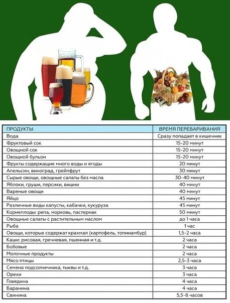 Сколько времени пища находится в желудке?