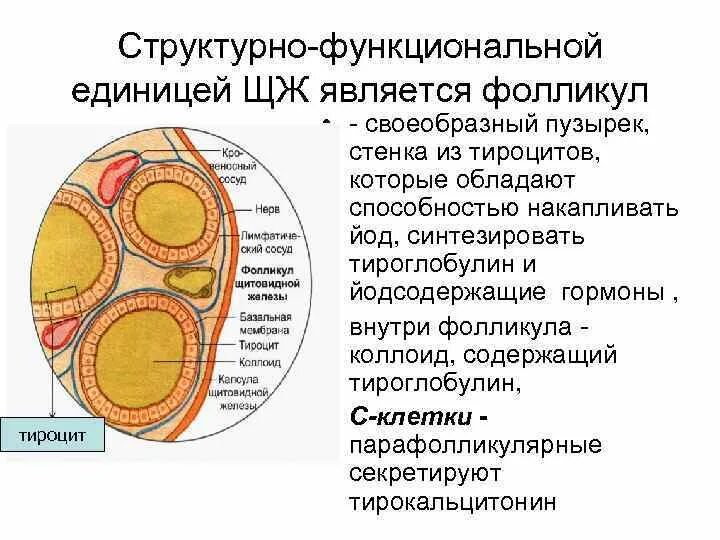 Тироцит и фолликул. Тироциты. Фолликул структурная единица. Тироциты гормоны. Фолликул тироцита