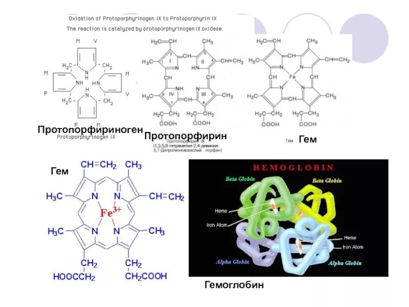 Протопорфириноген IX. Протопорфириноген IX формула. Протопорфириноген 9 в протопорфирин. Протопорфирин 9 формула.